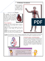 Órganos Principales Del Sistema Circulatorio para Tercero de Primaria