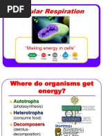 Cell Respiration