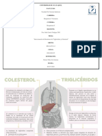 Interconexión de Biosíntesis de Triglicéridos y Colesterol