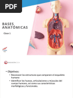 BASES ANATOMICAS Clase 1