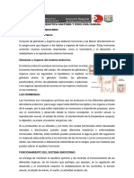 Sistema Endocrino PDF