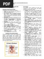 Urinary System