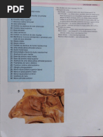 Mcminn Atlas de Anatomia Da Cabeça e Pescoço 2 Ed PARTE 2