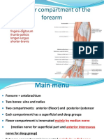 Posterior Compartment of Forearm