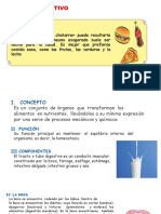 Sistema Digestivo-2b