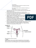 Partes Del Sistema Reproductor Femenino