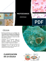 Protozoarios Intestinales. ESPECIES