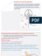 Fisiologia 4