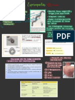 Espiroquetas Resumen-1