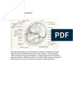 Anterior Compartment of The Thigh