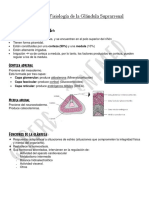 TP 5 Endocrino Suprarrenal