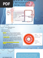 Absorción de Vitaminas y Nutrimentos Inorgánicos