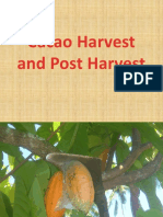 Cacao Harvest and Post Harvest