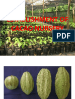 Cacao Nursery Establishment