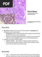 IGCSE Excretion (Updated)