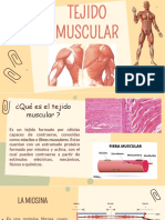 Tejido Muscular