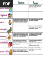 Cuadro Comparativo Biologia