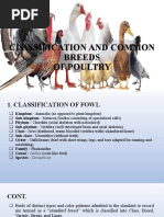 Classification of Poultry