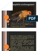 D. Melanogaster Organismo Modelo. Nomenclatura Genética