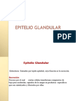 2.clase 2022 Epitelio Glandular