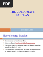 Lecture 10-Coelomate Bauplan