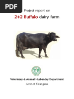 Buffalo 22 Dairy Report