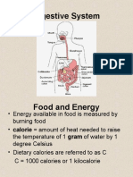 Digestive System