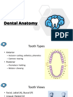 Dental Anatomy