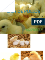 Crianza de Pollos