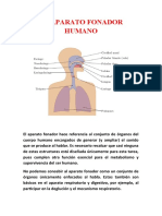 El Aparato Fonador Humano