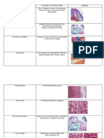 Tinciones Histologicas