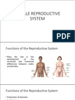 Female Reproductive System