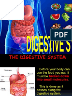 Digestive System