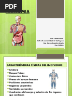 Anatomia