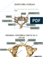 Esqueleto Del Cuelloc
