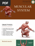 Muscular System PRESENTATION