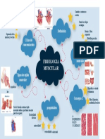 Mapa Mental Musculo