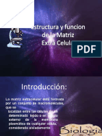 Estructura y Funcion de La MAtriz Extracelular