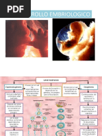 Gametogenesis, Fecundación. 1°semana Desarrollo Embriologico