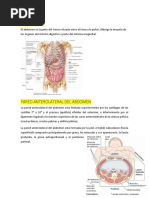 Abdomen