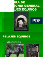 Pelajes Equinos