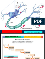 Sistema Nervioso