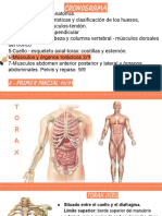 Organos y Músculos Torácicos 2023