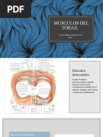 Músculos Del Tórax y La Región Pectoral