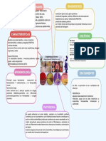 Mapa Conceptual de Staphylococcus Aureus