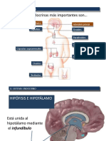 Tema 9.-Sistema Endocrino