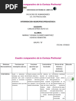 Cuadro Comparativo de La Corteza Prefrontal