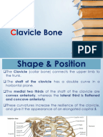 Clavicle Bone