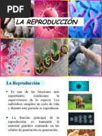 La Reproduccion Final