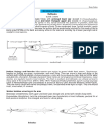 Oxyporhamphus, Arrhamphus, Melapedalion Oxyporhamphus: Halfbeaks